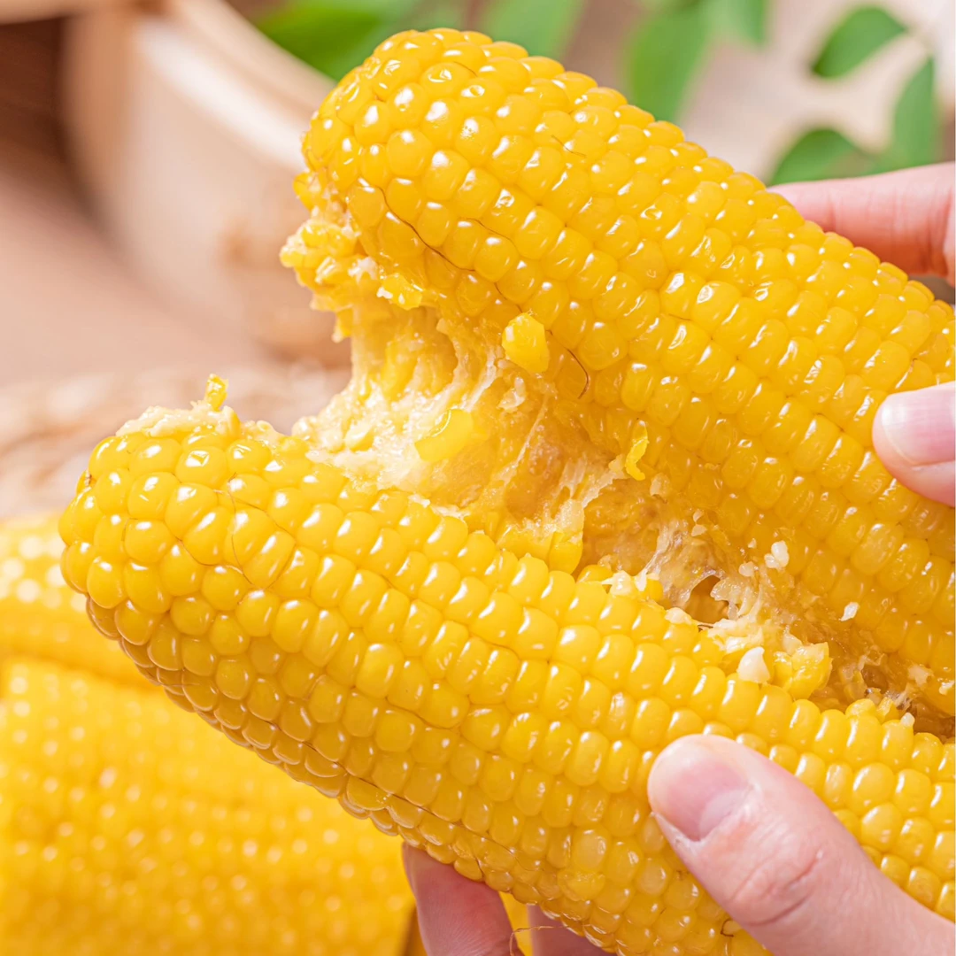 【试吃2根】东北头茬黄糯玉米约240g-300g*10根装
