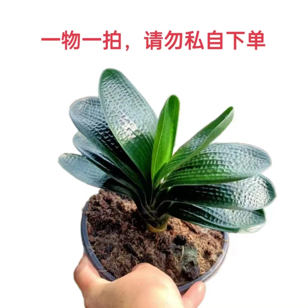 九月精品君子兰,一物一拍(净化空气)