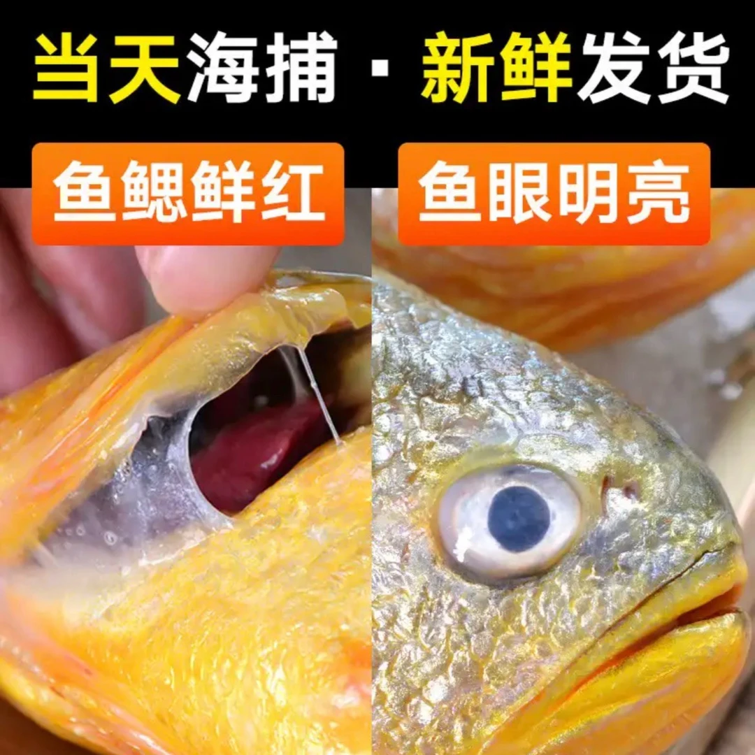 青岛发货 新鲜小黄花鱼整条速冻发货，每条200-250克，拍八条送一条