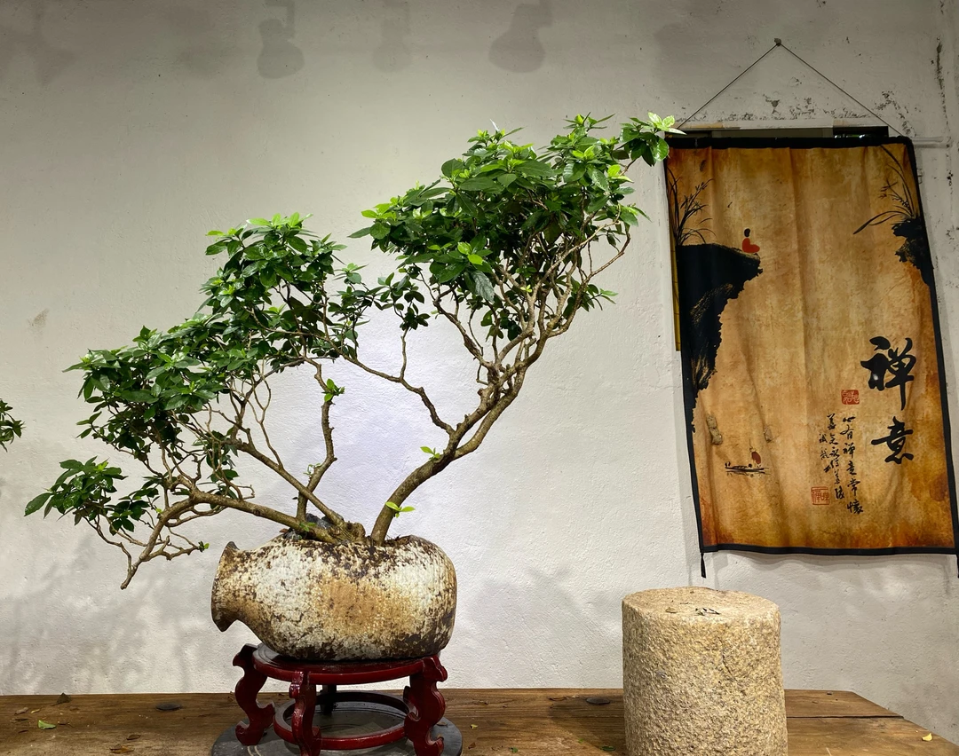 海岛栀子花茶空间盆景室内造景办公室会所茶室绿植