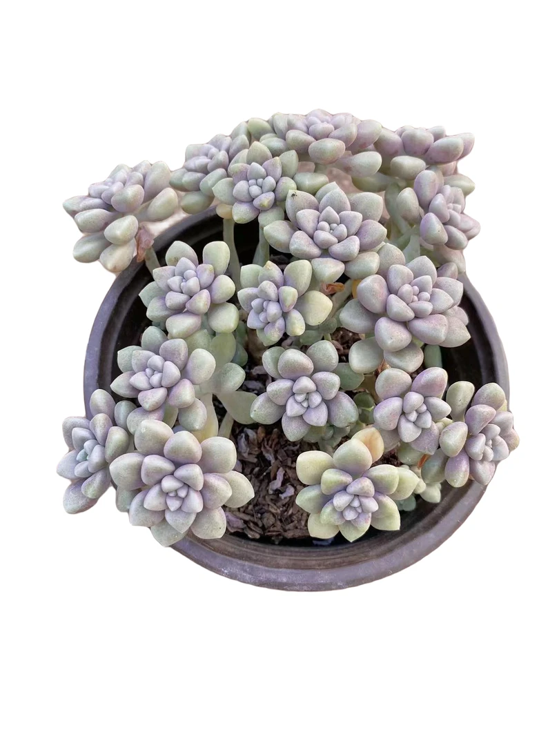 丸叶姬秋丽 多肉植物（满18包邮 直播间展示为准）