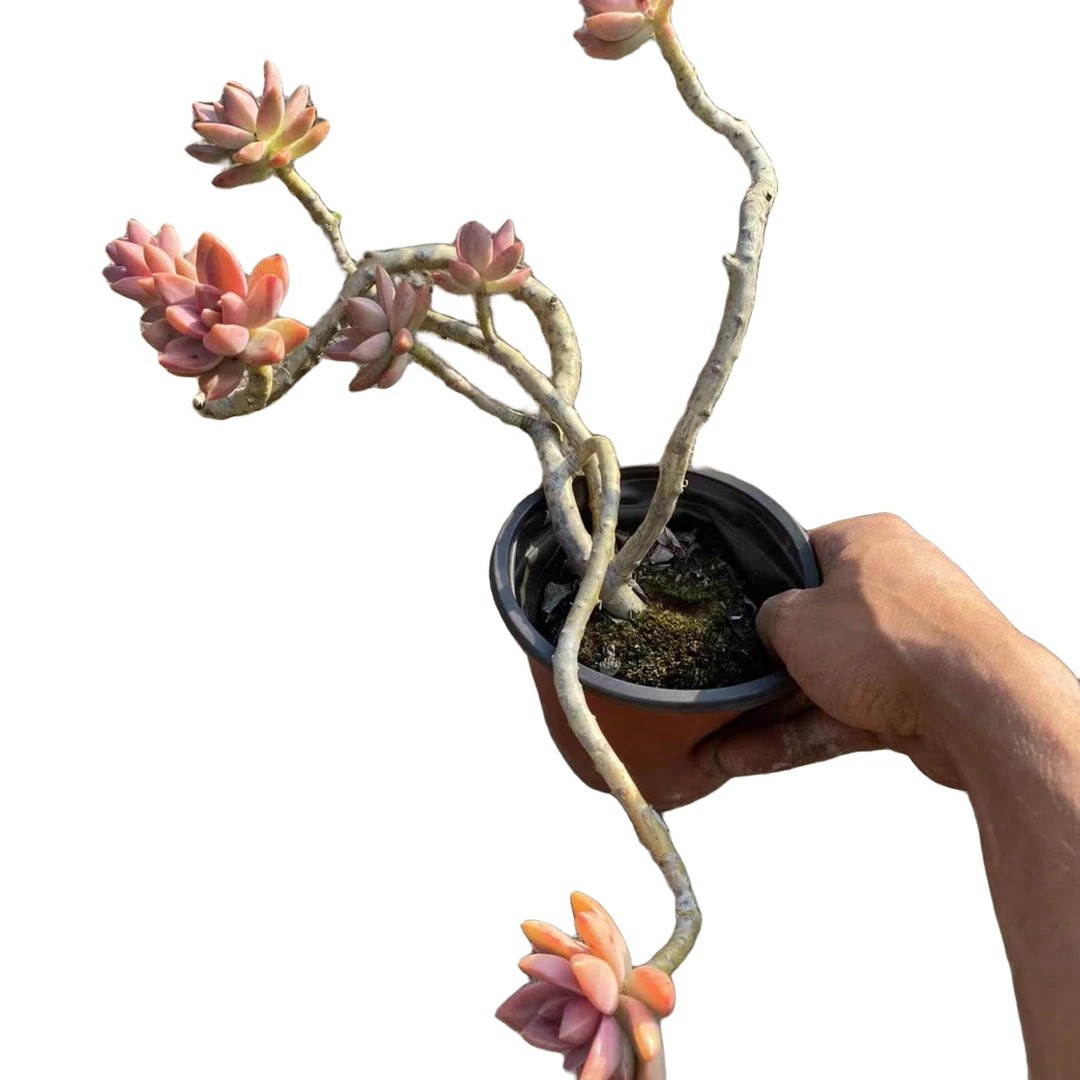 布丁 多肉植物(满18包邮 直播间展示为准)