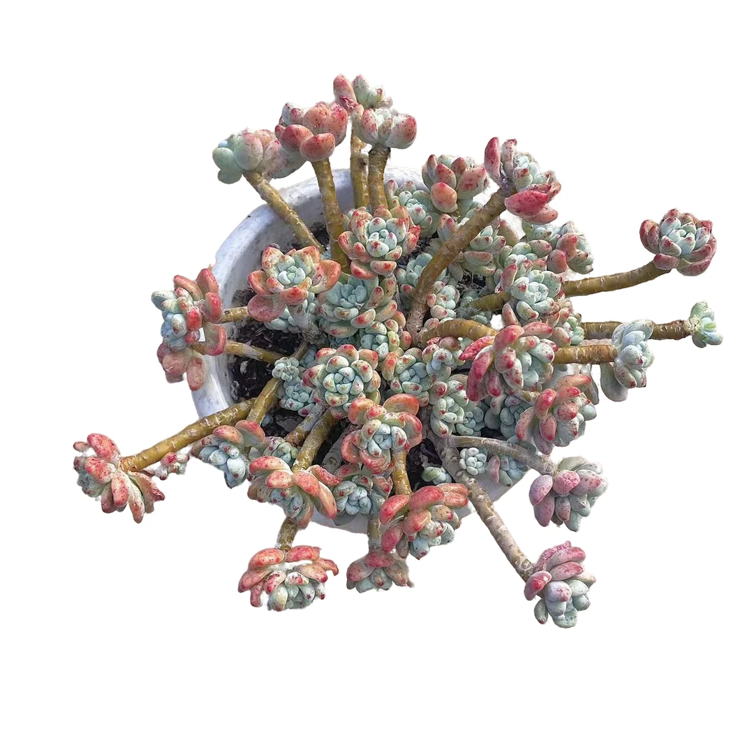 樱花罗琦 多肉植物（满18包邮 直播间展示为准）