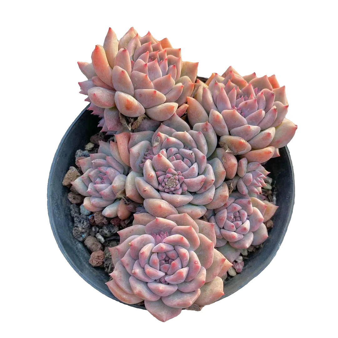 霜花 多肉植物 （ 满18包邮 直播间展示为准）