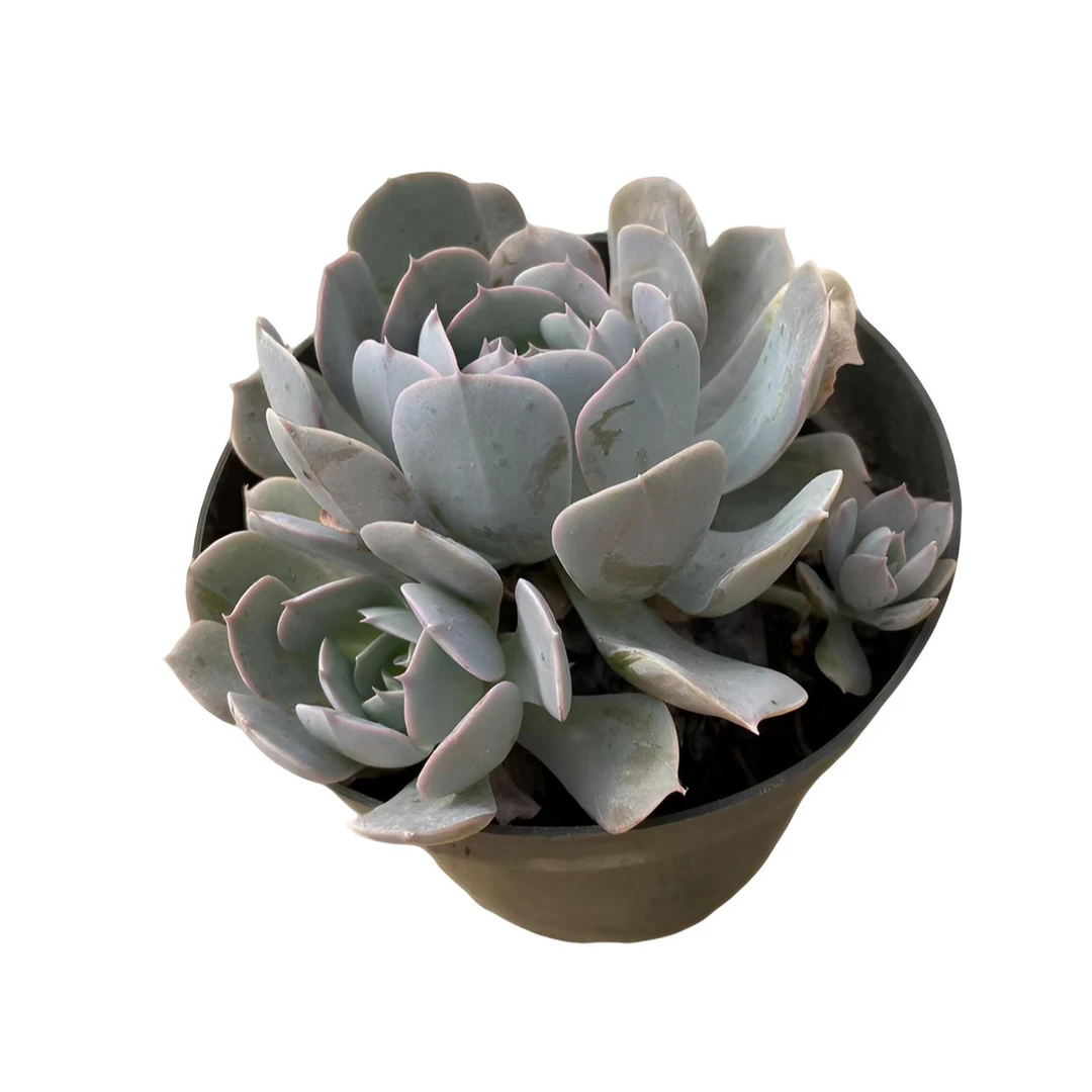 鲁氏 石莲 安娜玫瑰    （满18包邮  直播间展示为准）