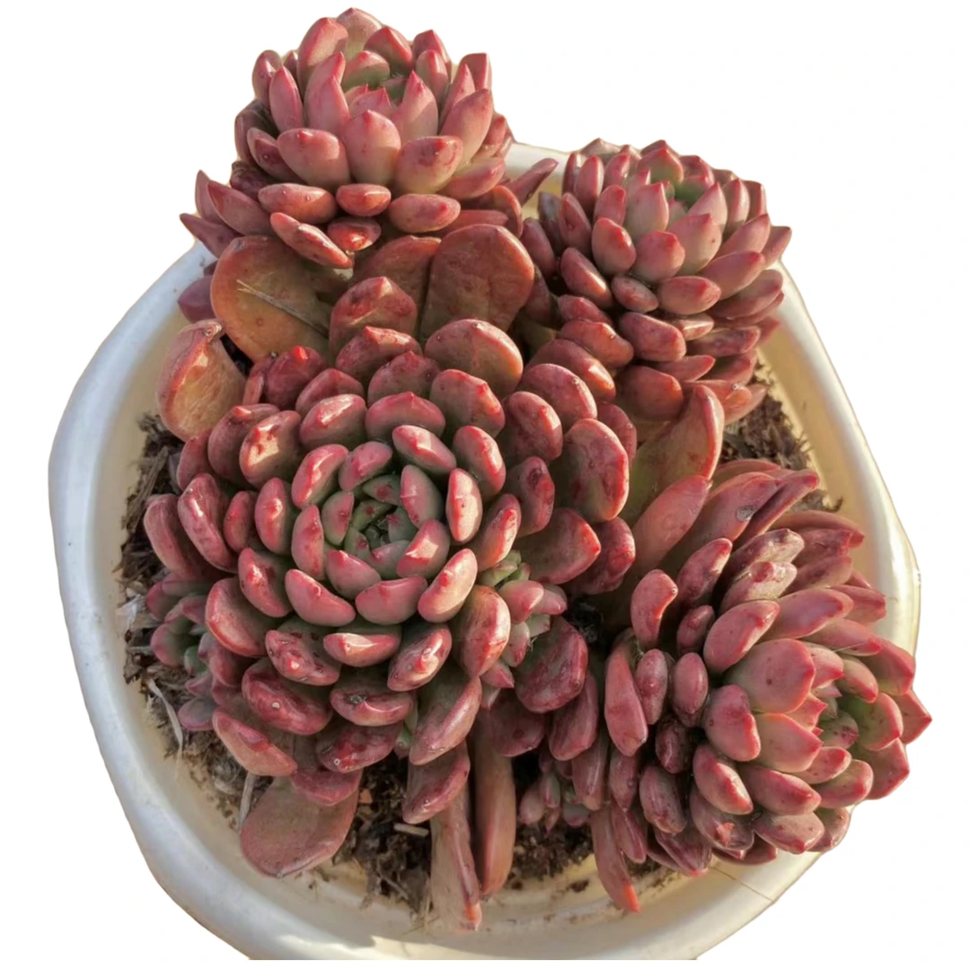 红宝石 多肉植物 （满18包邮  直播简展示为准）