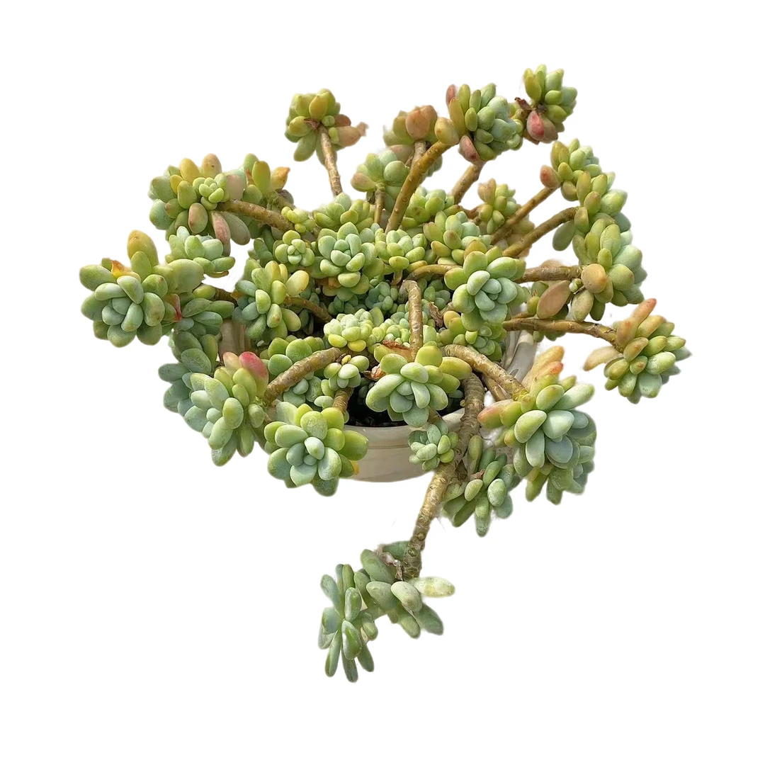 劳尔多肉植物（满18包邮 以直播间展示为准）