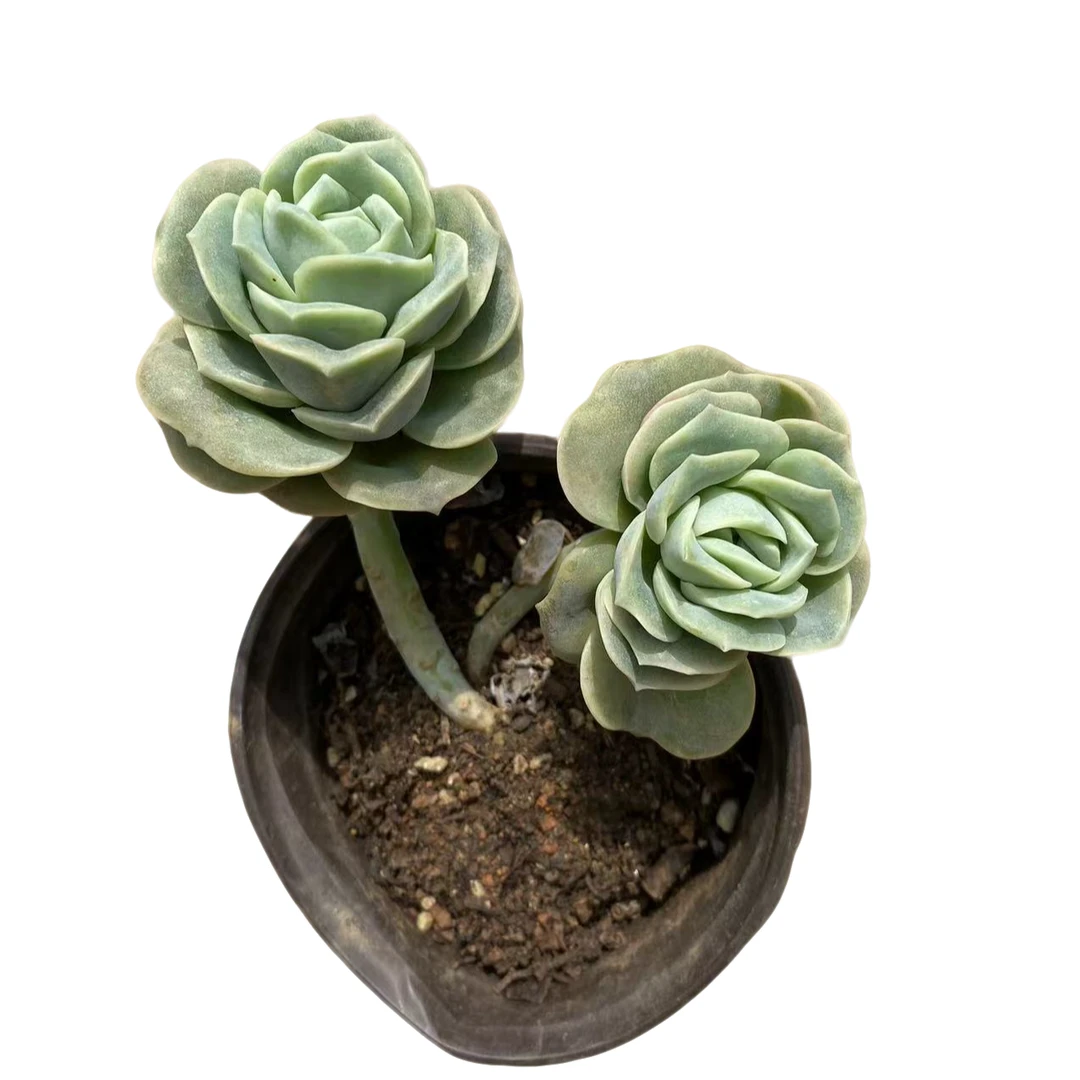 可爱玫瑰 多肉植物 (满18包邮 以直播间展示为准)