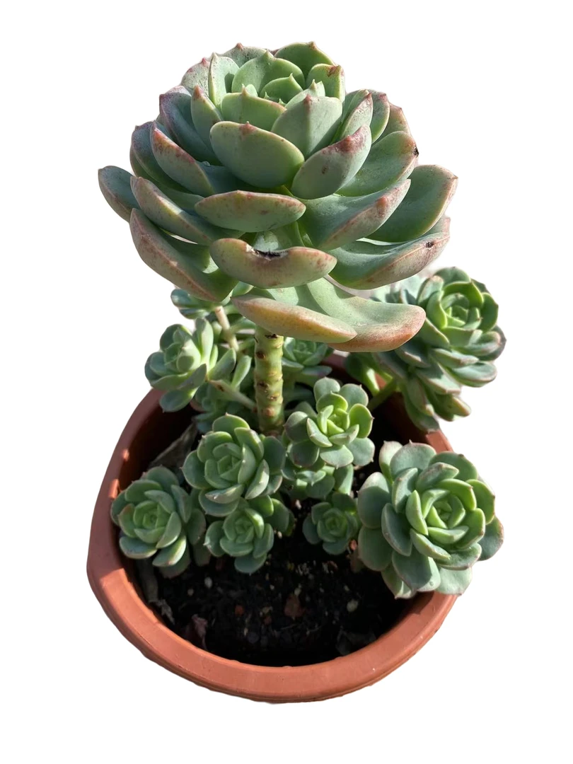妮克莎娜玫瑰多肉植物（满18包邮 直播间展示为准）
