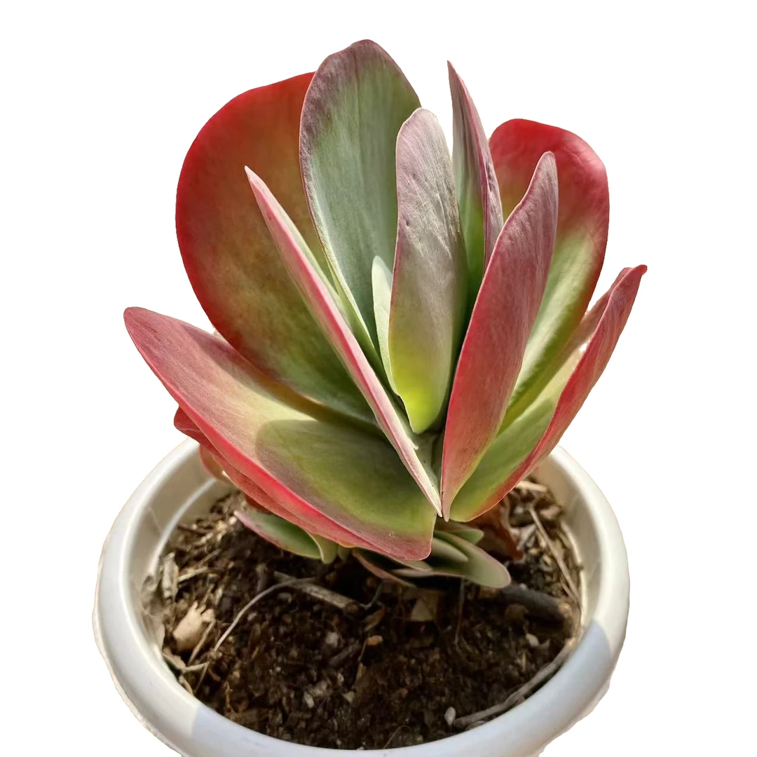 唐印 多肉植物 （满18包邮  直播间展示为准）