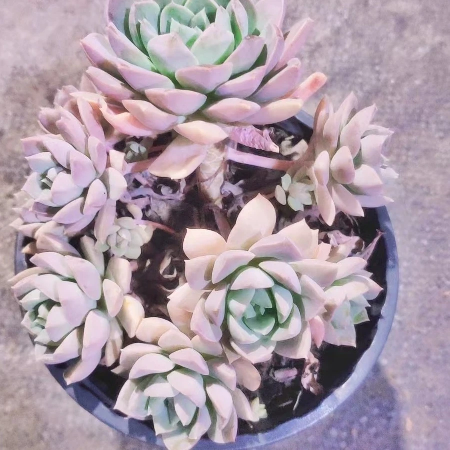 紫卡  多肉植物  （满18包邮   直播间展示为准）