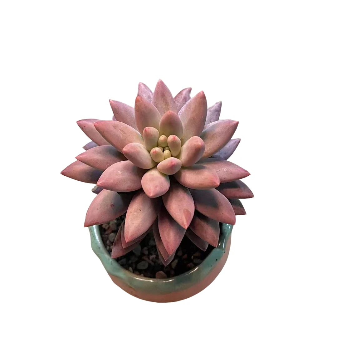 红蜻蜓  多肉植物（满18包邮 直播间展示为准）
