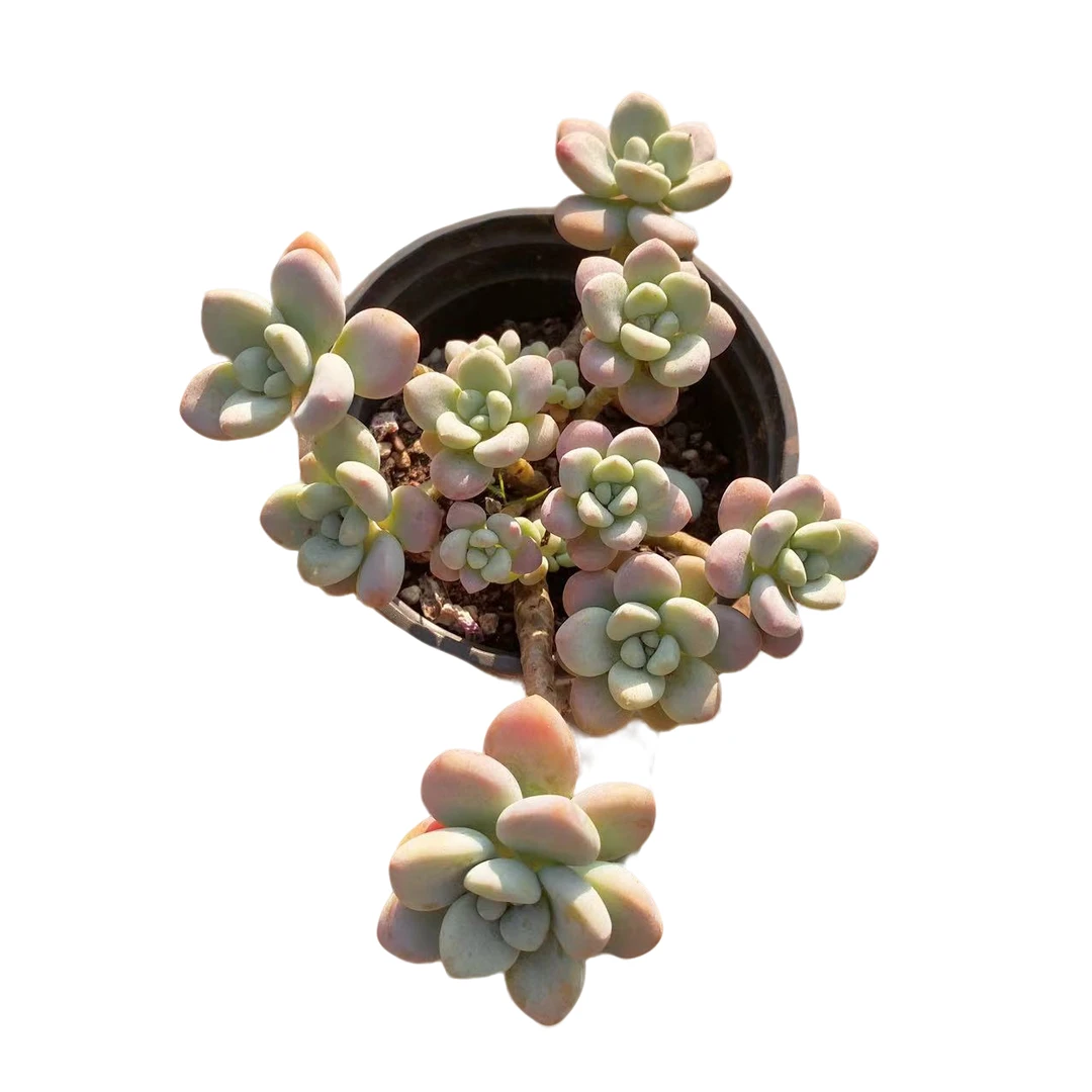 红洛神 多肉植物 (满18包邮 直播间展示为准）