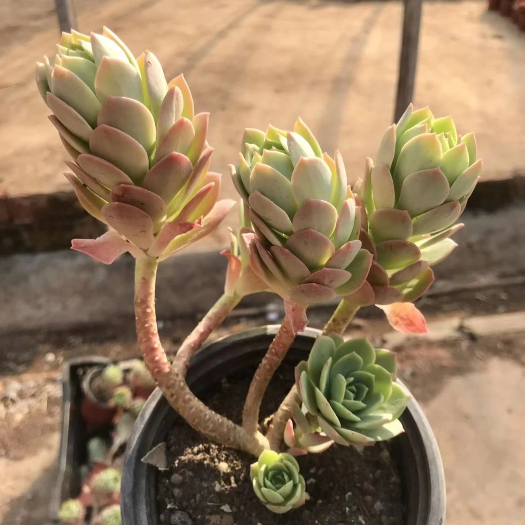 绿蔷薇玫瑰   多肉植物（满18包邮直播间展示为准）