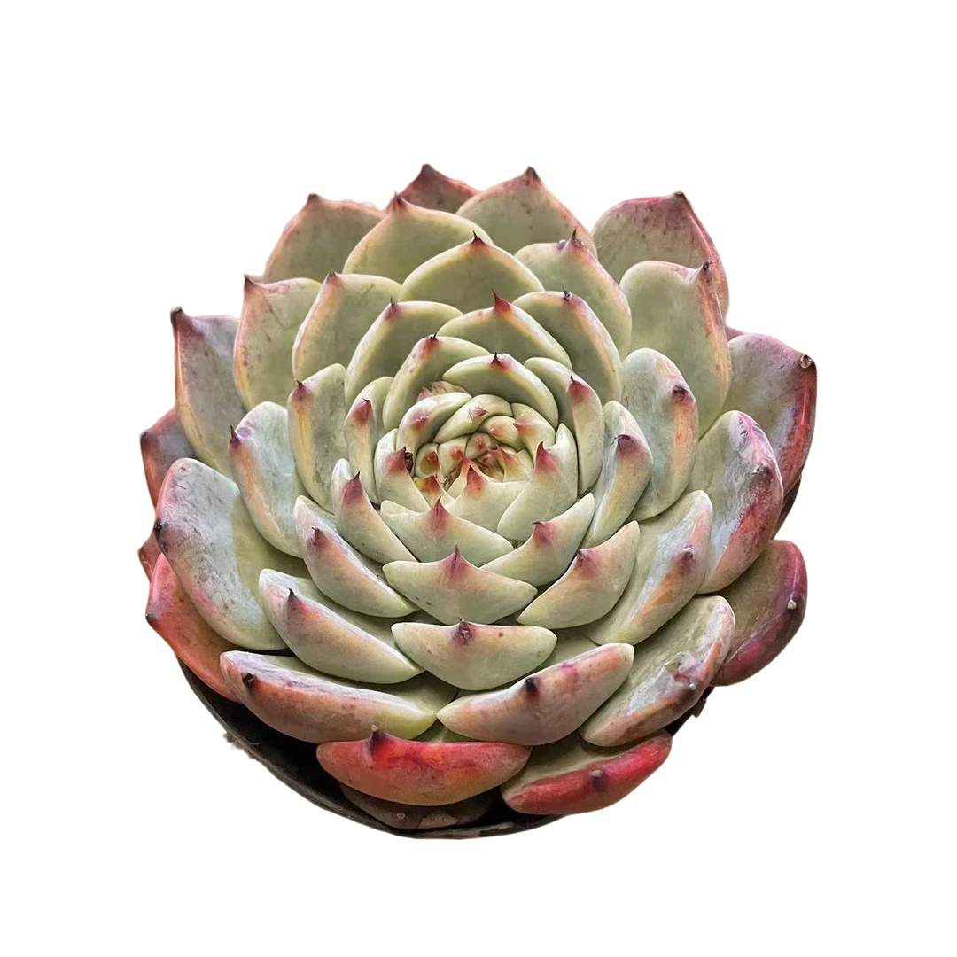 水蜜桃 吉娃娃多肉植物 单头 （满18包邮 直播间展示为准）