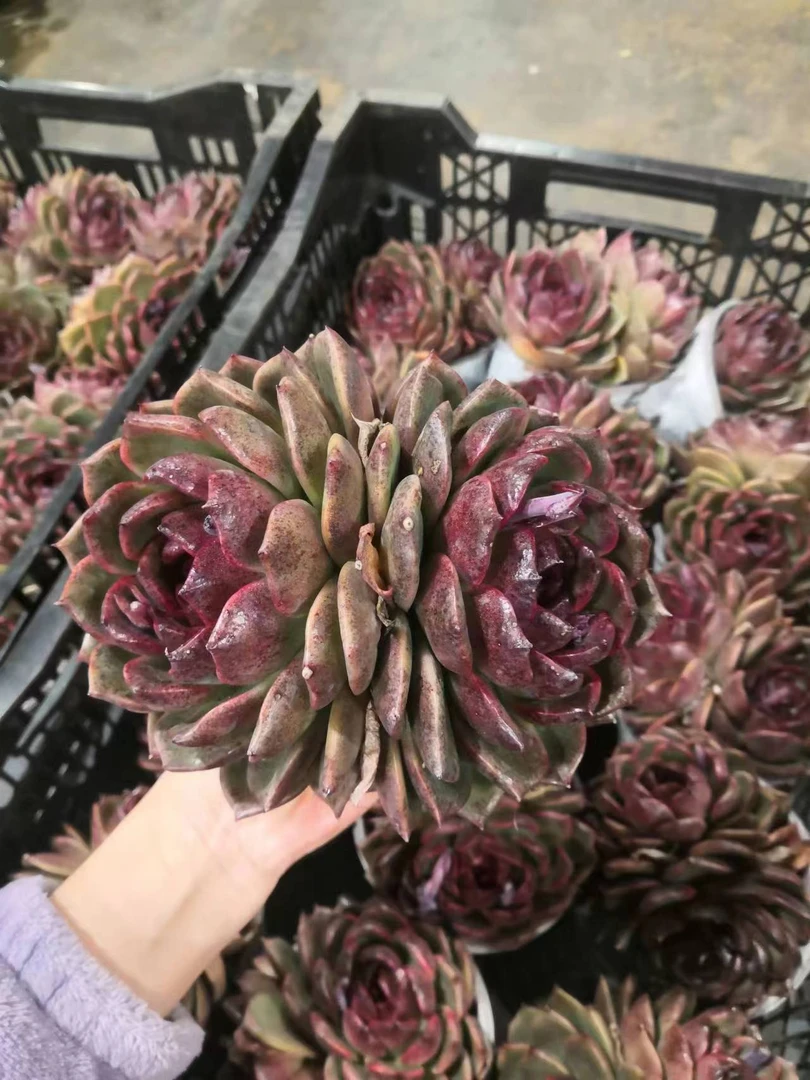 同乐 紫水晶【双头】 多肉植物【轻微断枝不售后】以直播间为准