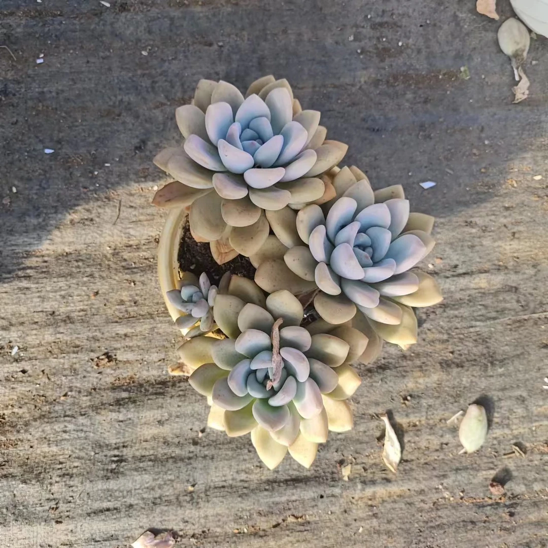 同乐 奥普【双头起发】  多肉植物   以直播间为准