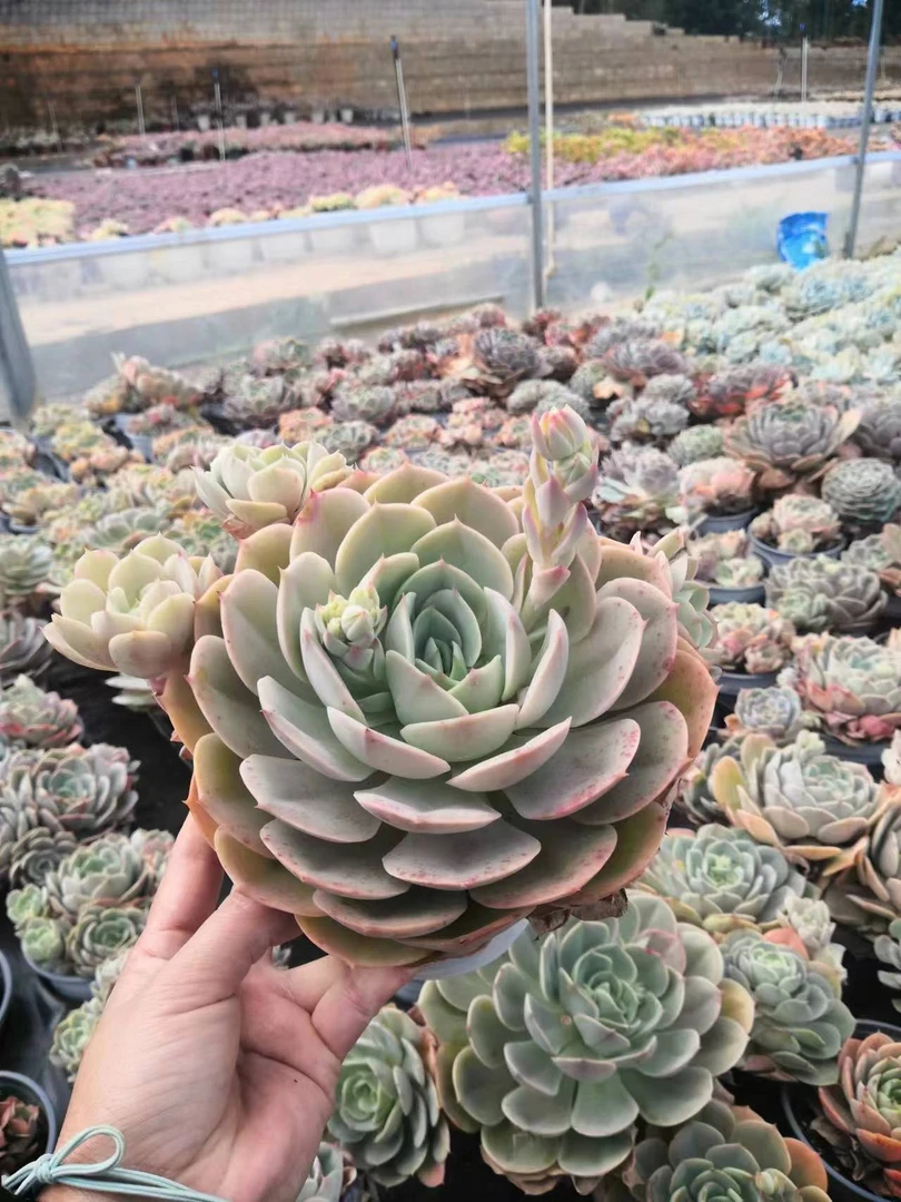 同乐  单头蓝色苍鹭  多肉植物【轻微断枝不售后】以直播间为准