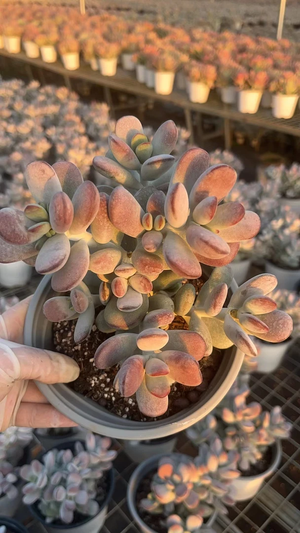 同乐 乒乓福娘 多肉植物 轻微断枝不售后  以直播间为准