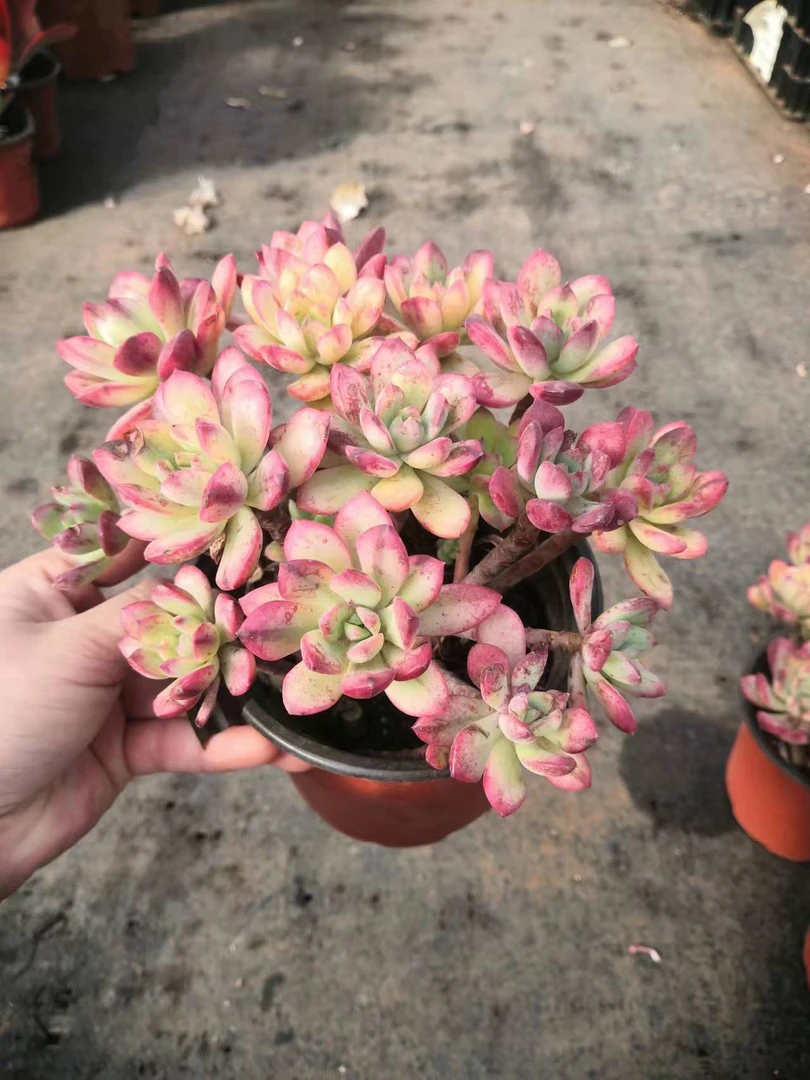 同乐 小叮当锦【散群】 多肉植物【轻微断枝不售后】以直播间为准