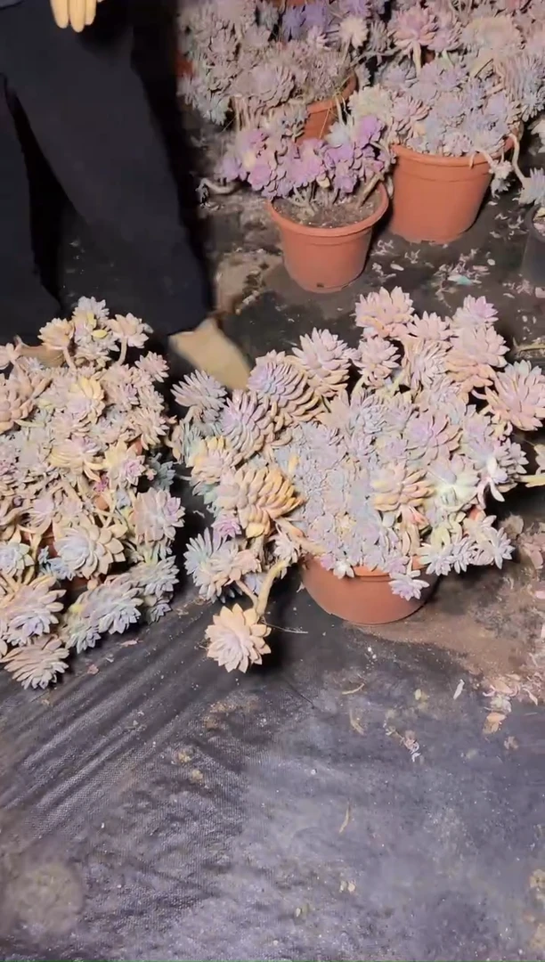 【闪购商品】88一物一怕淡雪2号