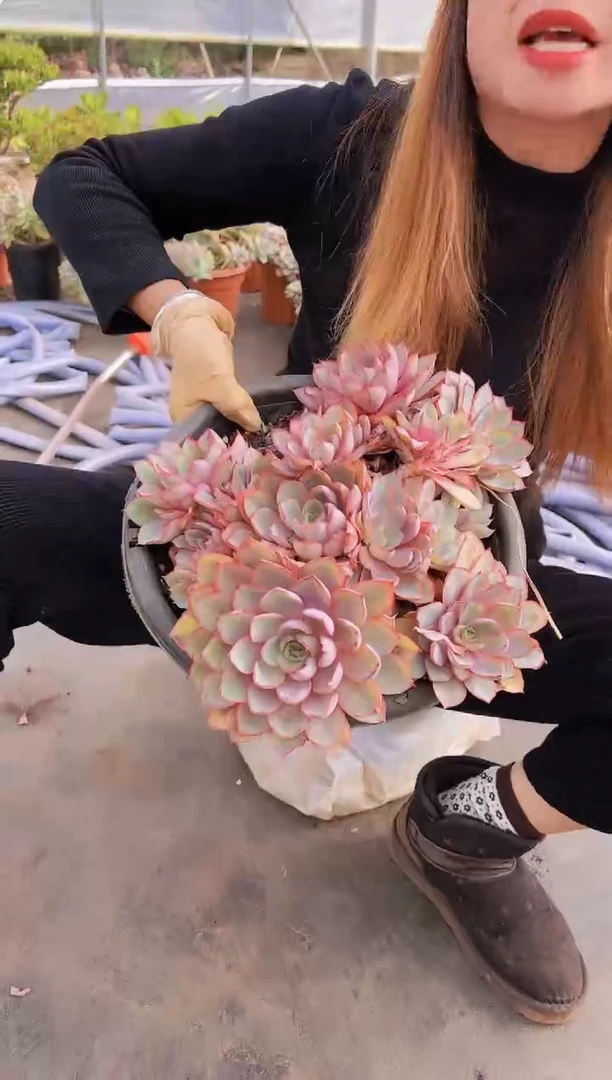 【闪购商品】大群赫拉