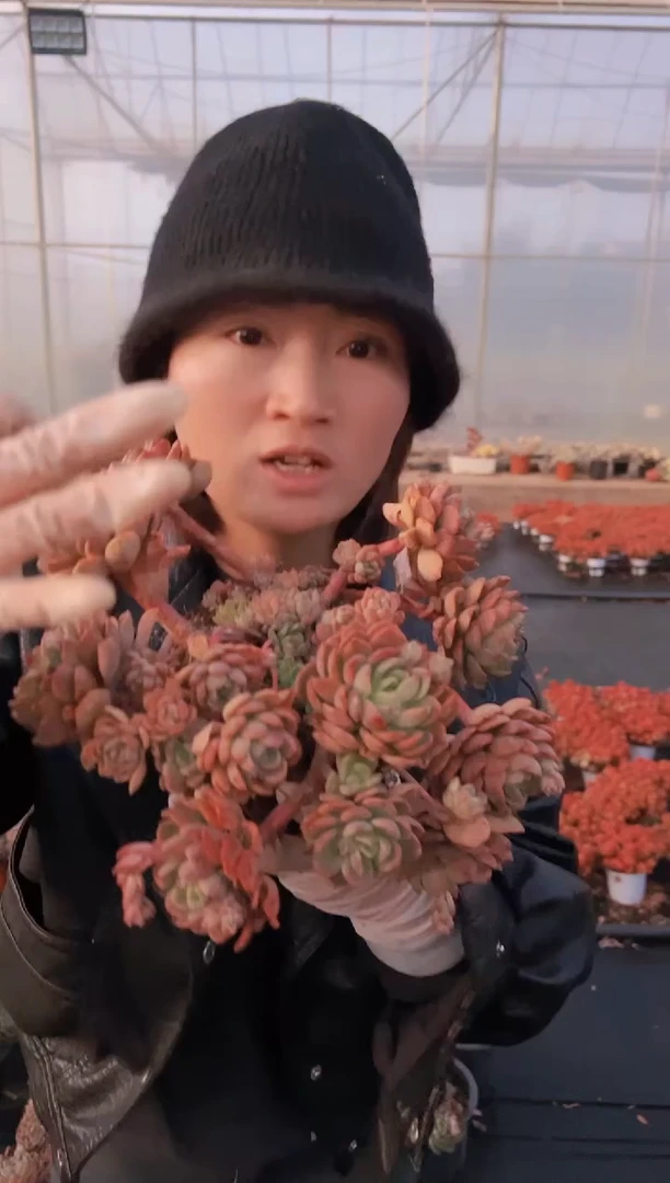 【闪购商品】造型桩芬达