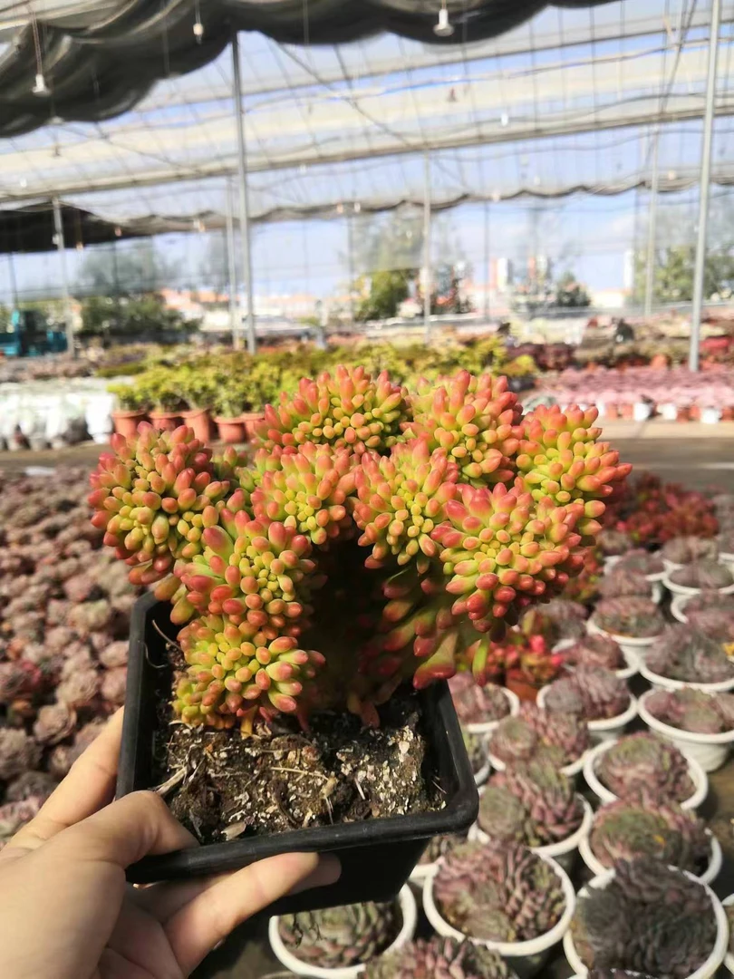 同乐 春萌缀 多肉植物 轻微断枝不售后 以直播间为准