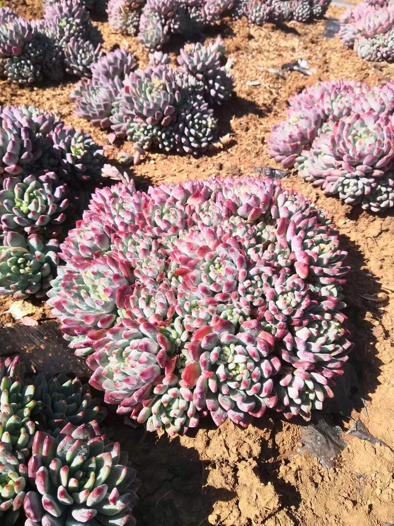 同乐  外播地栽蓝苹果  多肉植物【轻微断枝不售后】