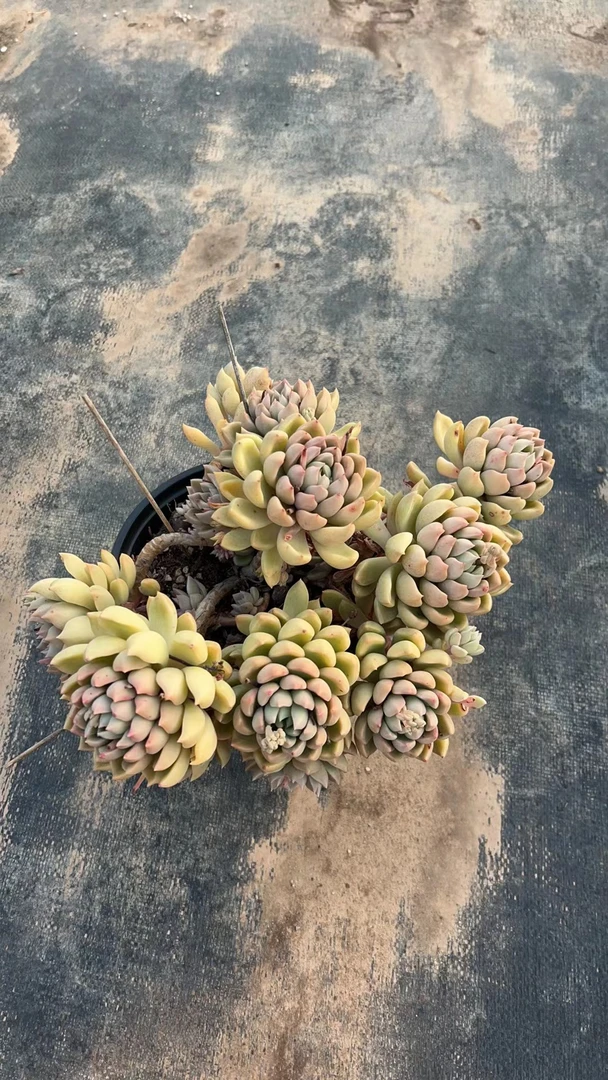 同乐 造型璀璨 【两单包邮】 多肉植物【轻微断枝不售后】
