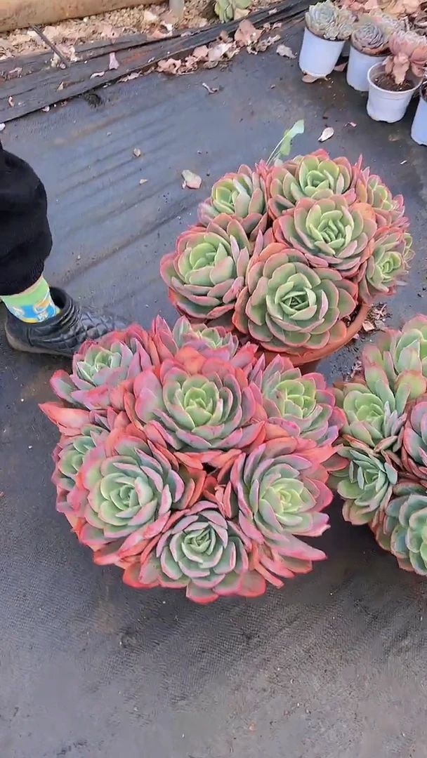 【闪购商品】群生超大绮罗40一颗
