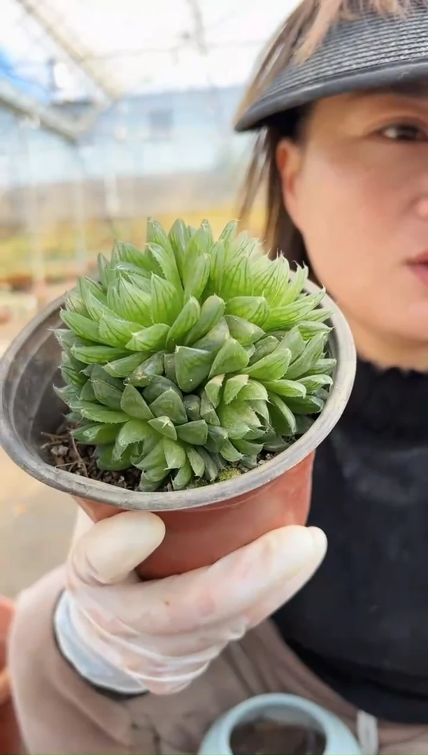 【闪购商品】樱水晶9.9一颗