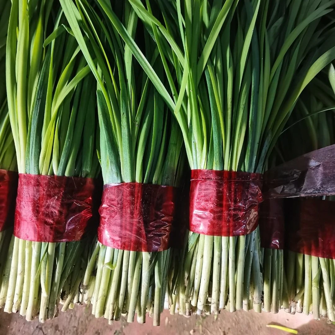 小静生鲜-农家自种现割现发新鲜头茬韭菜3-4斤包邮