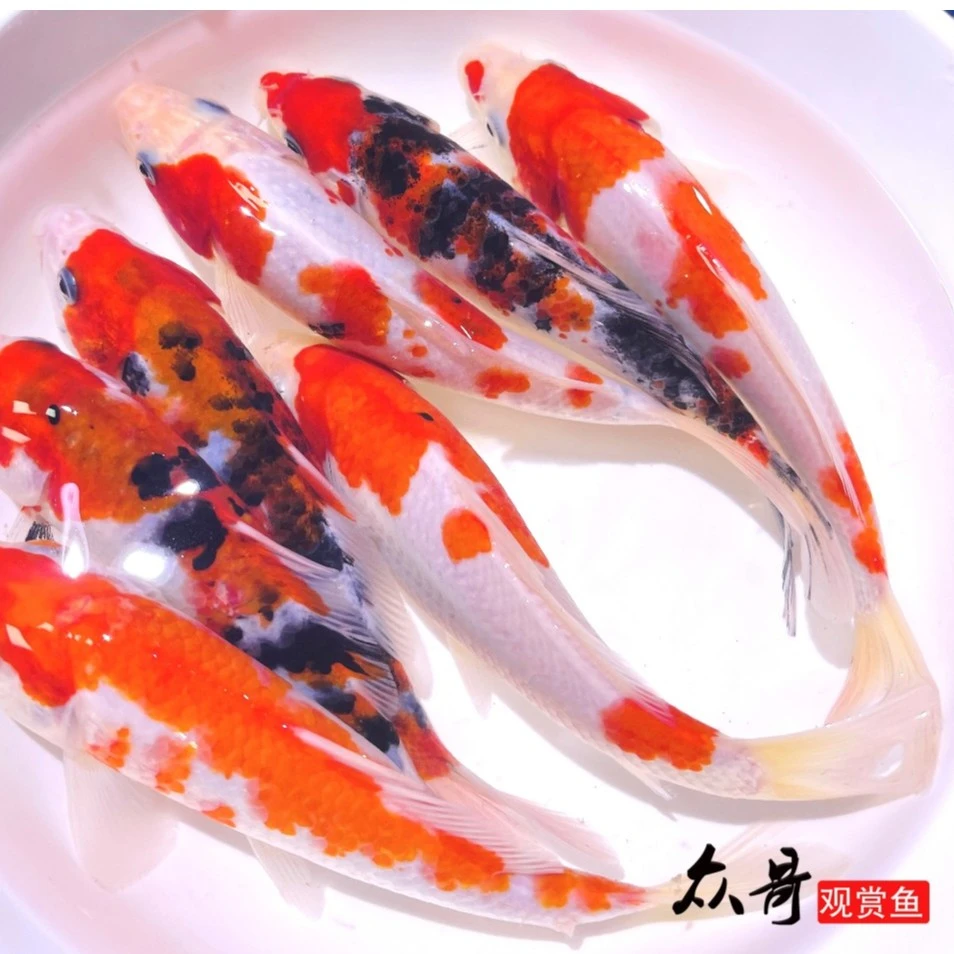 2冷水观赏鱼锦鲤活鱼好样易活淡水红白大正三色鱼