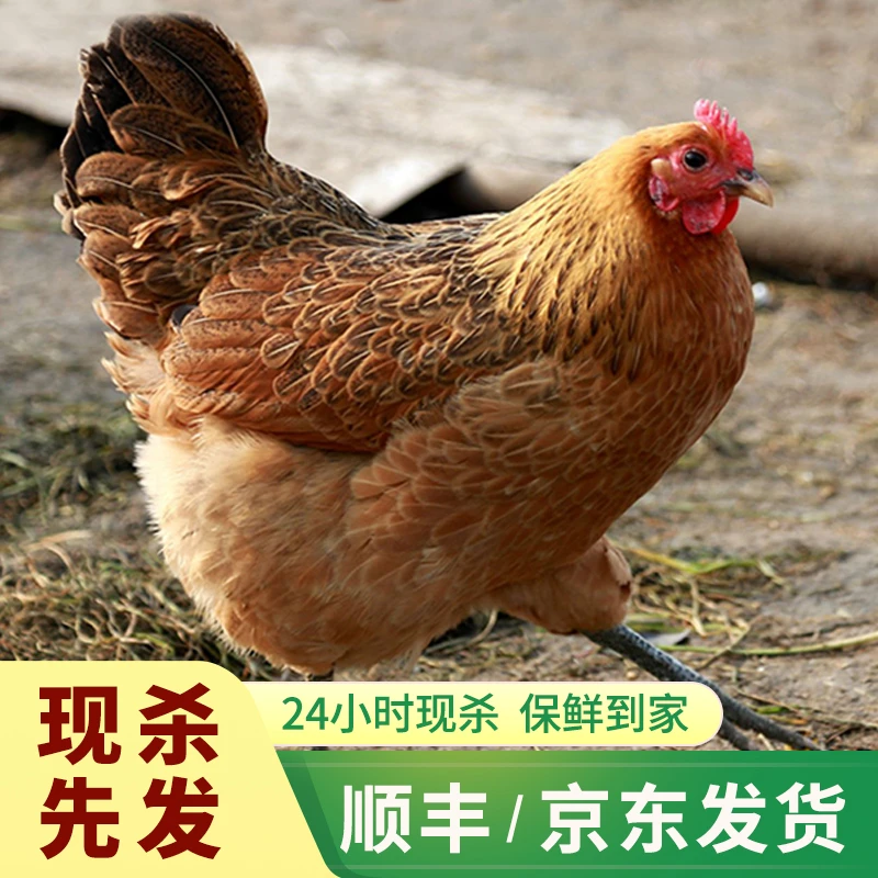 原生态正宗散养黄油老母鸡  共三只6-6.5斤