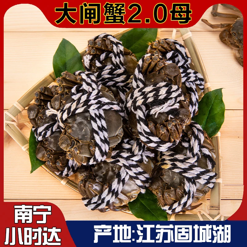 【单只母蟹】江苏固城湖大闸蟹母蟹