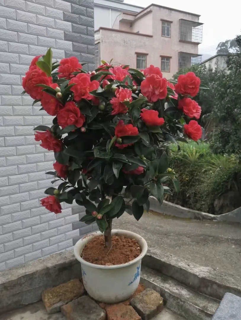 四季茶花夏日七星茶花四季开花庭院阳台花卉盆栽