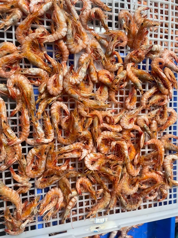 汕尾本港海虾卢虾虾干晾晒