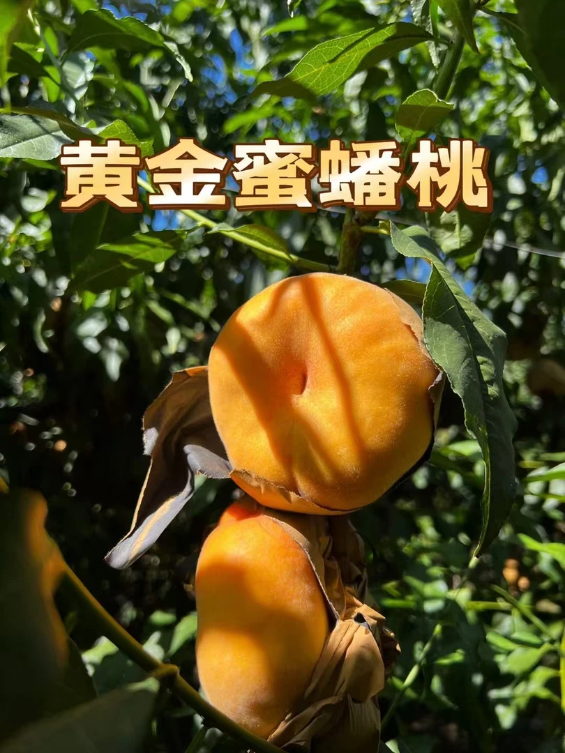 平谷大桃黄金蜜蟠桃黄金蜜肉厚纯甜口香味浓郁京津冀包邮