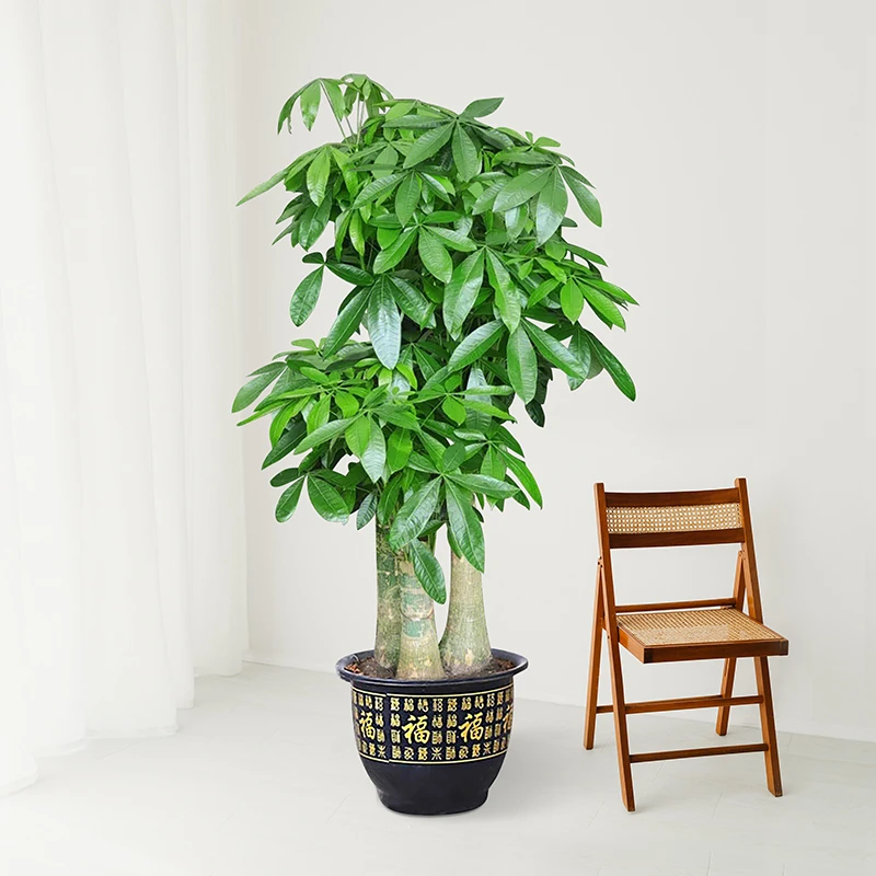（直播间同款）发财树客厅盆栽开业送礼乔迁室内绿植招财树大棵盆景