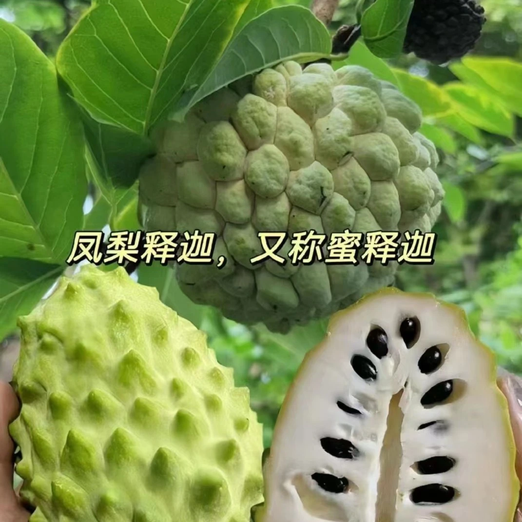 云南老树花皮释迦果香甜软糯多肉多汁香味甜糯