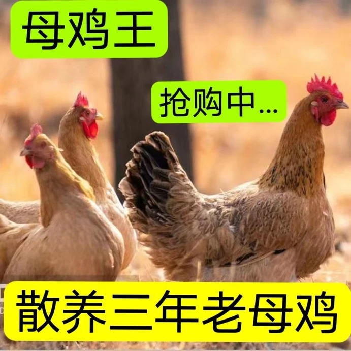 土鸡散养两年走地鸡新鲜月子鸡柴鸡鸡肉整只滋补冷冻单只2.4斤