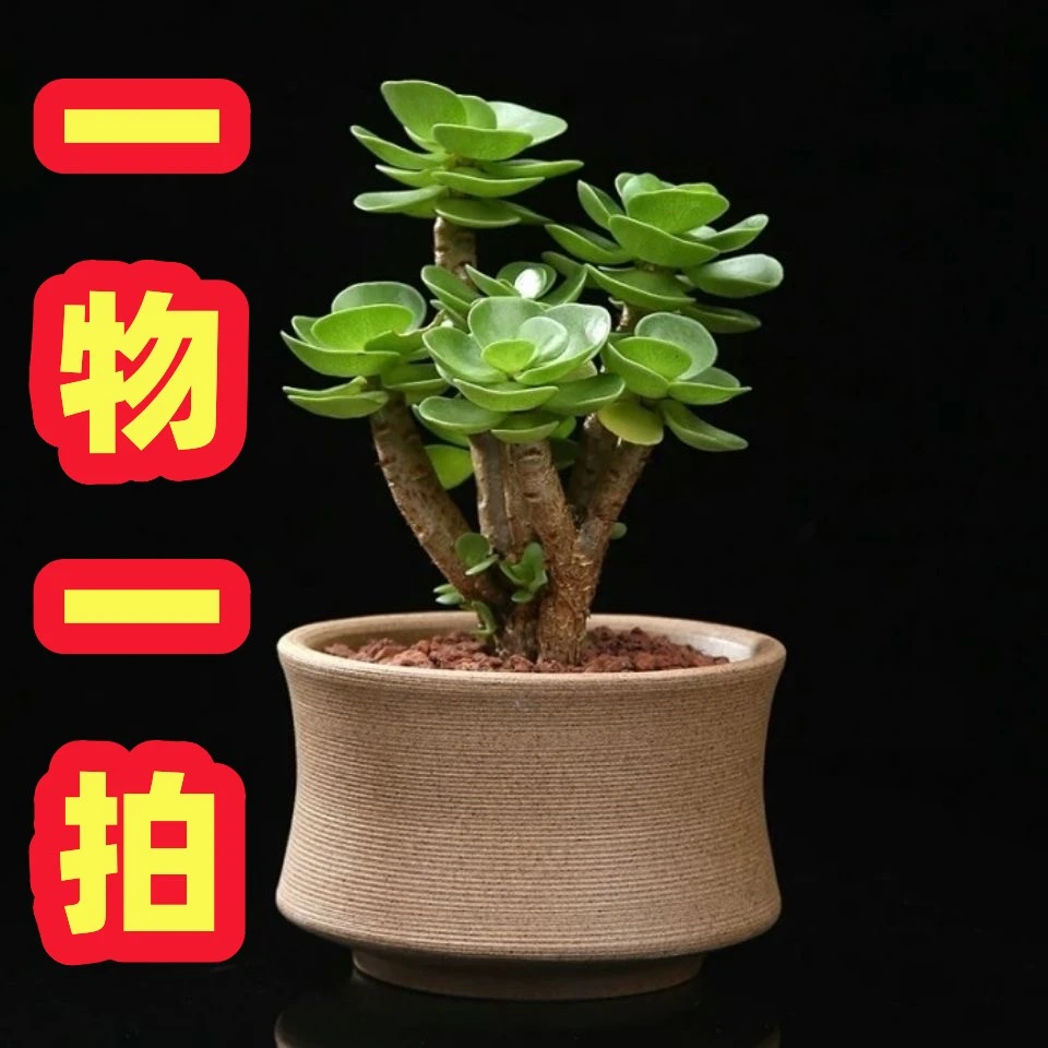 【一物】【一拍】盆栽地栽果树苗无花果树石榴树山楂树南北方种植
