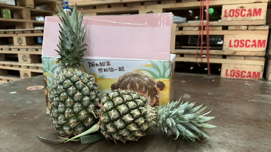 老牛推荐 牛奶凤梨 香甜多汁 1件2-3颗净5斤快递包邮