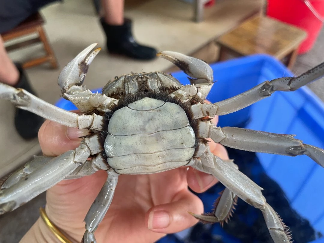 太湖清水大闸蟹母3.0左右规格1只