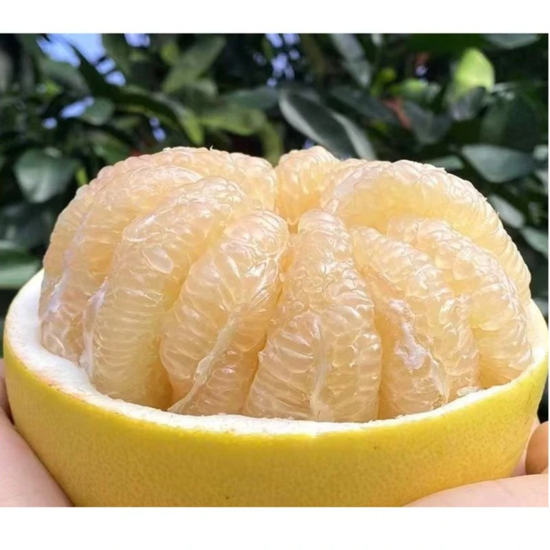 白玉蜜柚一个（大号）今果优