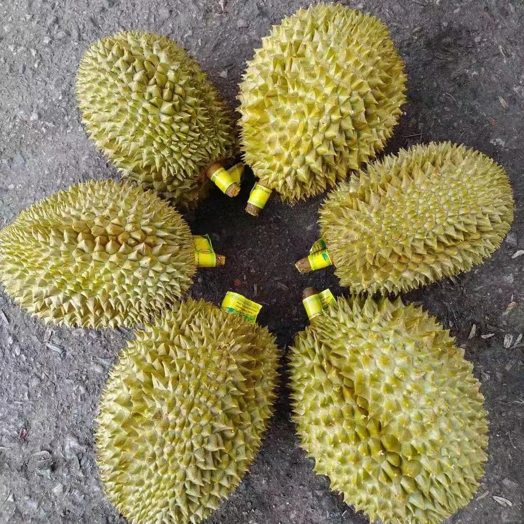 2越南金枕榴莲整果(一物一拍)包售后今果优榴莲