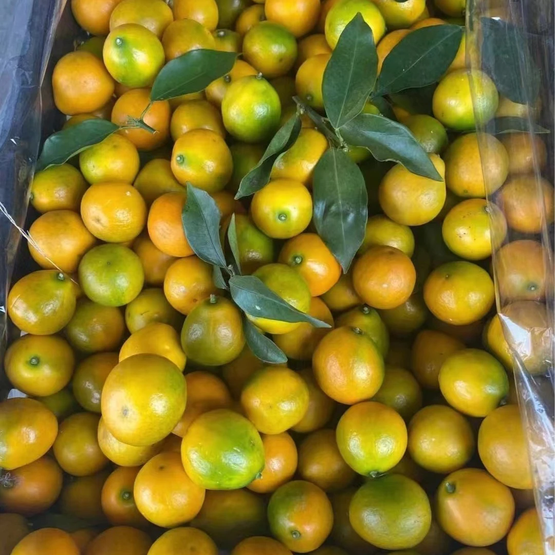 脆皮金桔250g(今果优)