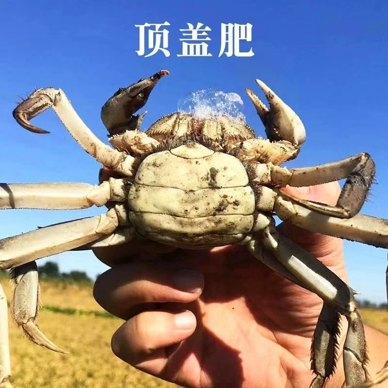 【鲜活】盘锦稻田蟹 产地直发