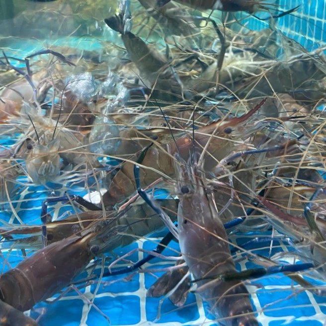 德玲海鲜-中罗氏虾2斤有特价